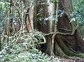 boorganna 045
